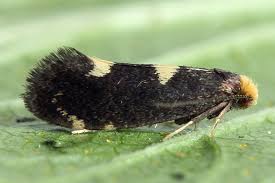 Attēlu rezultāti vaicājumam “Incurvaria oehlmanniella”