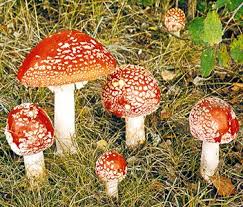 Attēlu rezultāti vaicājumam “Ascomycota”