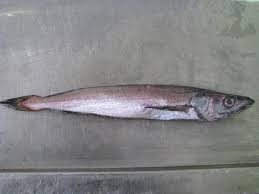 Image result for Merluccius merluccius