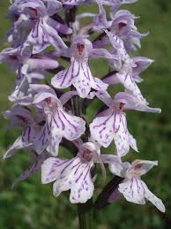 Attēlu rezultāti vaicājumam “Dactylorhiza maculata bud”