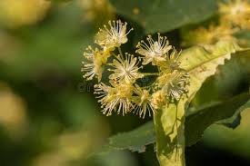 Attēlu rezultāti vaicājumam “Tilia cordata flower”