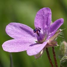 Attēlu rezultāti vaicājumam “Erodium cicutarium fruit”
