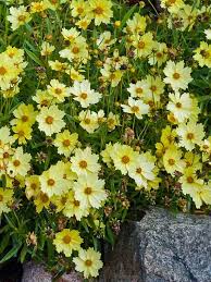 Image result for Coreopsis