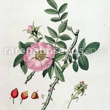 Image result for Rosa canina