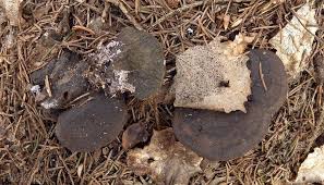 Attēlu rezultāti vaicājumam “Fomitopsis rosea”