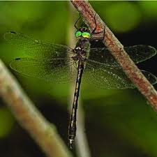 Attēlu rezultāti vaicājumam “Somatochlora flavomaculata”