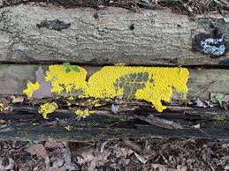 Attēlu rezultāti vaicājumam “Symphytocarpus flaccidus”