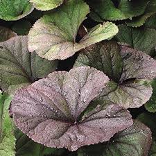 Attēlu rezultāti vaicājumam “Ligularia sibirica leaf”