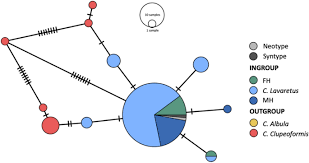 Image result for Coregonus oxyrinchus