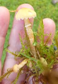 Attēlu rezultāti vaicājumam “Cystoderma amianthinum”