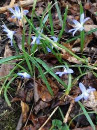 Attēlu rezultāti vaicājumam “Scilla luciliae”