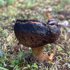 Attēlu rezultāti vaicājumam “Lactarius necator”