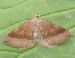 Attēlu rezultāti vaicājumam “Scotopteryx chenopodiata”