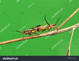 Attēlu rezultāti vaicājumam “Scythrididae”