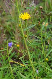 Attēlu rezultāti vaicājumam “Hieracium umbellatum bud”