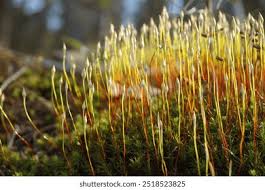 Attēlu rezultāti vaicājumam “Tortula subulata sporophyte”