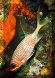 Image result for Holocentrus adscensionis