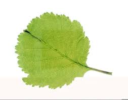 Attēlu rezultāti vaicājumam “Alnus glutinosa leaf”