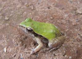 Attēlu rezultāti vaicājumam “Physarum alexandrowiczii”