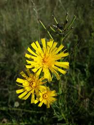 Attēlu rezultāti vaicājumam “Hieracium umbellatum bud”
