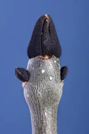 Attēlu rezultāti vaicājumam “Fraxinus excelsior bud”