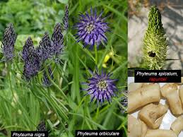 Attēlu rezultāti vaicājumam “Phyteuma spicatum bud”