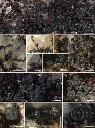 Attēlu rezultāti vaicājumam “Cystocoleus ebeneus”