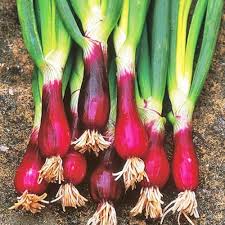 Résultat de recherche d'images pour "Allium fistulosum"