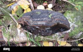 Attēlu rezultāti vaicājumam “Phellinus alni”