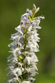 Attēlu rezultāti vaicājumam “Dactylorhiza incarnata”