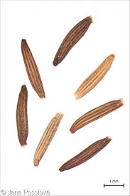 Attēlu rezultāti vaicājumam “Senecio viscosus fruit”