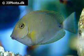 Image result for Acanthurus blochii