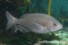 Image result for Pachymetopon grande