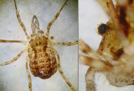 Attēlu rezultāti vaicājumam “Lophopilio palpinalis”