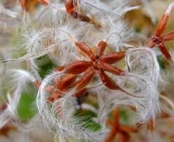 Attēlu rezultāti vaicājumam “Clematis fruit”