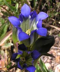 Attēlu rezultāti vaicājumam “Gentiana pneumonanthe flower”
