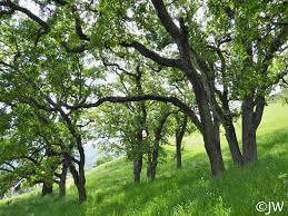 Attēlu rezultāti vaicājumam “Reticularia lobata”