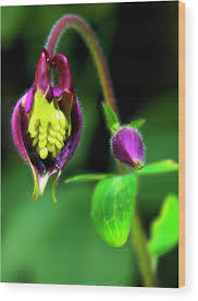 Attēlu rezultāti vaicājumam “Aquilegia vulgaris bud”