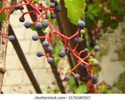 Attēlu rezultāti vaicājumam “Parthenocissus quinquefolia fruit”