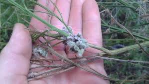 Attēlu rezultāti vaicājumam “Anisantha tectorum fruit”