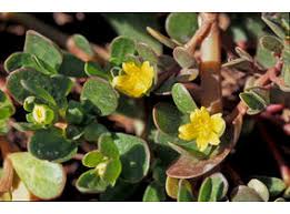 Attēlu rezultāti vaicājumam “Portulacaceae”