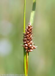 Attēlu rezultāti vaicājumam “Carex hostiana”