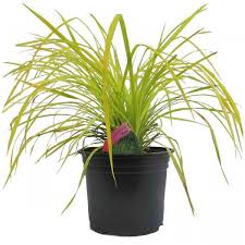 Attēlu rezultāti vaicājumam “Carex elata”