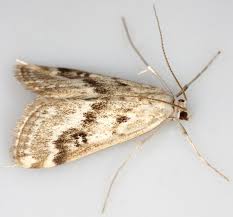 Attēlu rezultāti vaicājumam “Parapoynx stratiotata male”