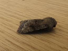 Attēlu rezultāti vaicājumam “Orthosia incerta”