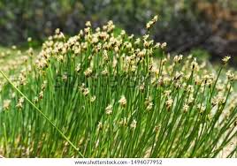 Attēlu rezultāti vaicājumam “Trichophorum cespitosum”