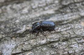 Attēlu rezultāti vaicājumam “Sinodendron cylindricum male”