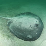 Image result for Styracura pacifica