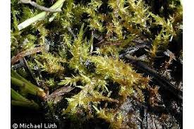 Attēlu rezultāti vaicājumam “Calliergon giganteum”