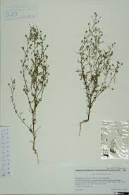 Attēlu rezultāti vaicājumam “Microrrhinum minus”